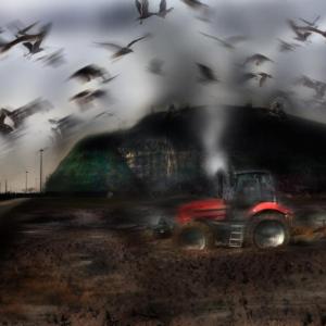 i quattro elementi quattro di San Francesco D'Assisi