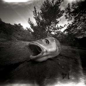 pinhole chub 
