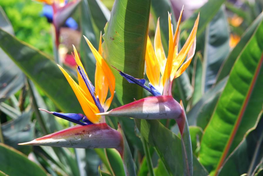 Curious or ...  in alert  ?