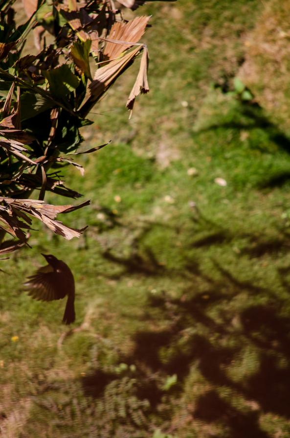 Shadow to a shadow Shadow to a shadow