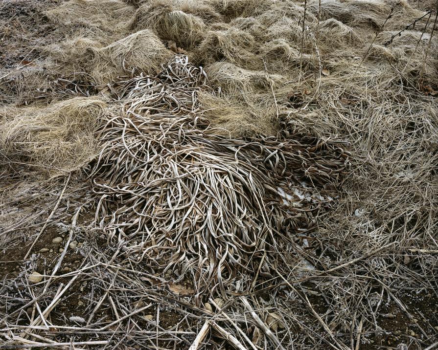 Sheep Pasture Gardens, Hose