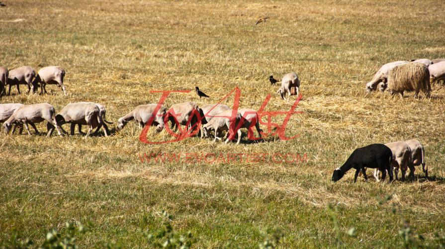 Finding the bird colored by life