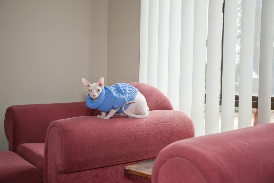 Domestic Animals: Joey I