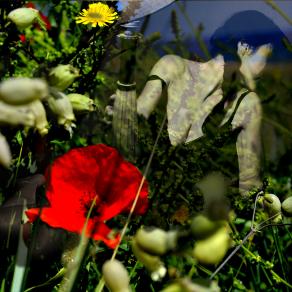 Ti perdo tra i fiori