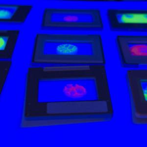 c o s m o | life forms