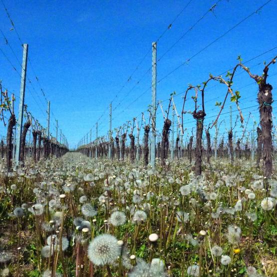 Et le vent soufflera...