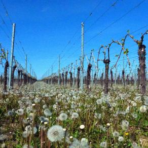 Et le vent soufflera...