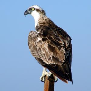 Egypt. Luxor and Marsa Alam