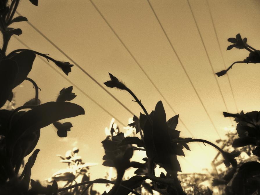 The Border The Border