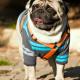 Stylish dog Stylish dog