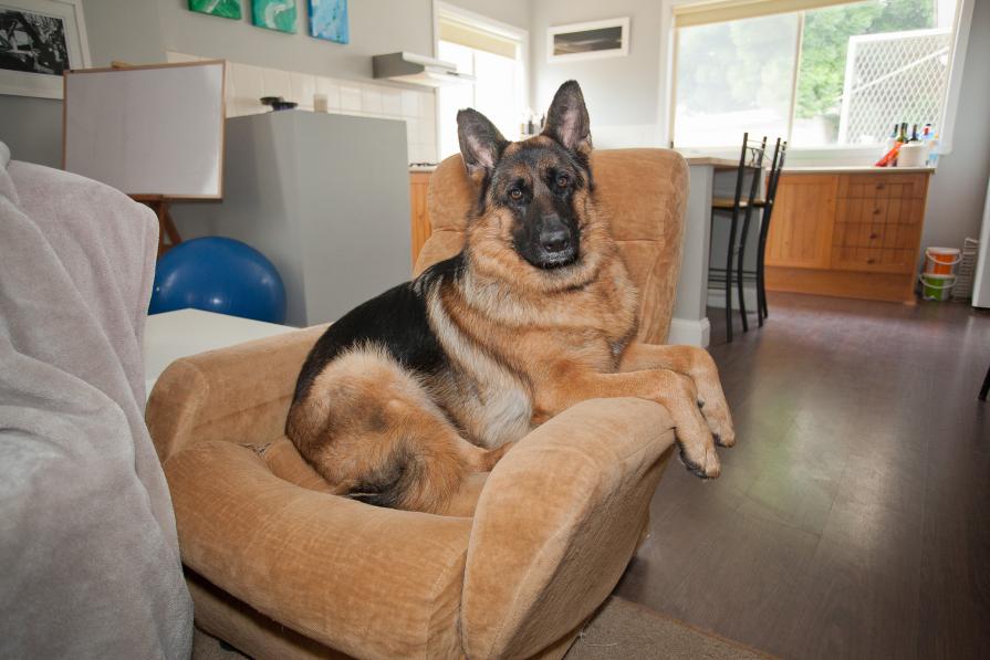 Domestic Animals: Eva