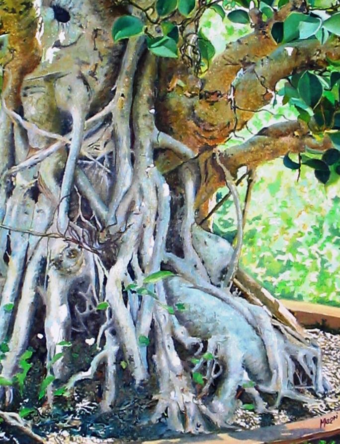 ficus bengiamin