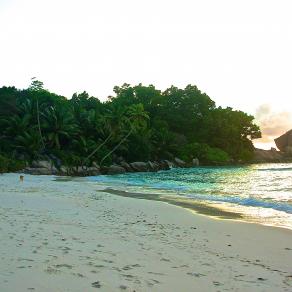  Cane in fondo alla spiaggia al tramonto. Niente di particolare. 