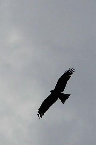 Le poiane non volano a stormi   The hawks do not fly in flocks