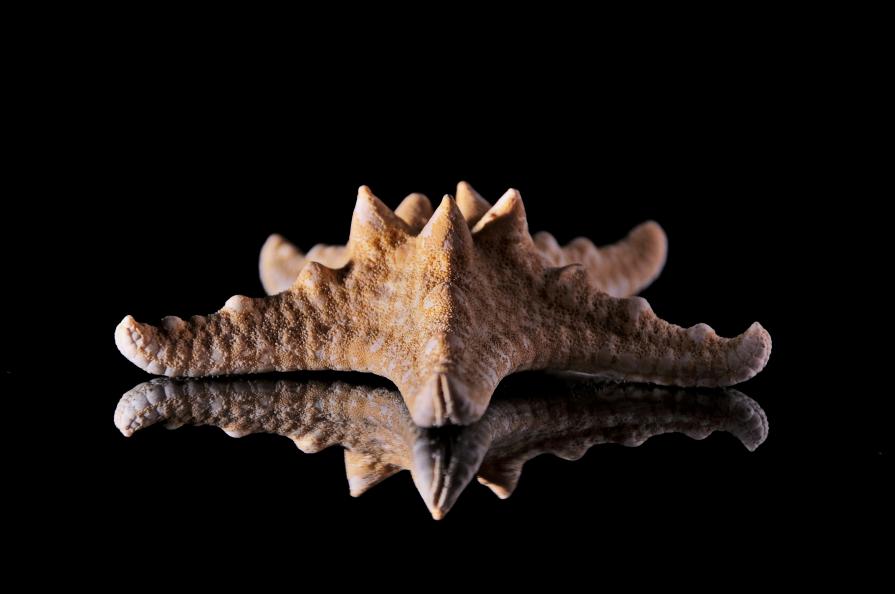 Treasure of seabed_3