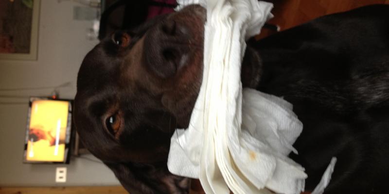 L'opera é dello sponsor L'opera é dello sponsor