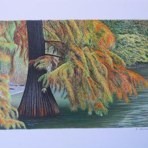 cipresso delle paludi