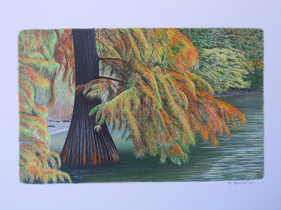 cipresso delle paludi