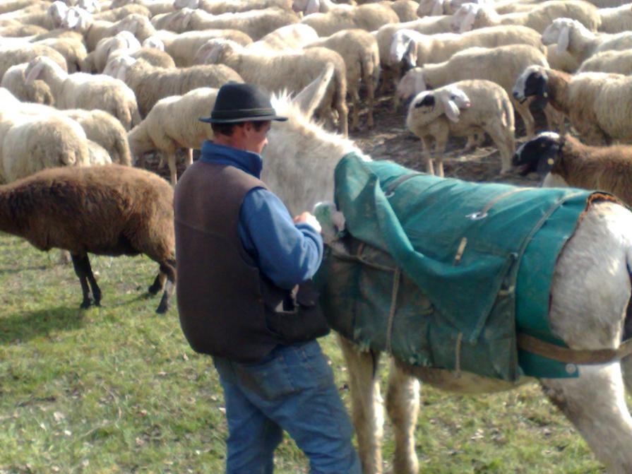 Un simpatico modo di viaggiare