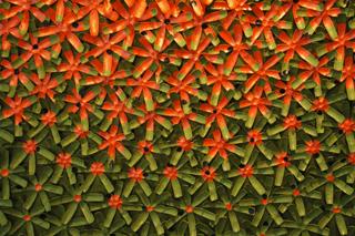 THE BIRTH OF AN IDEA THE BIRTH OF AN IDEA