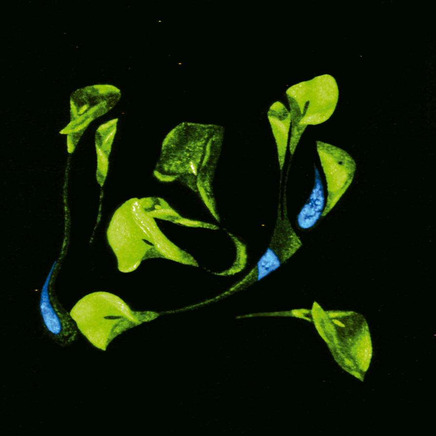 Kalòs ( opera al buio ) Kalòs ( opera al buio )