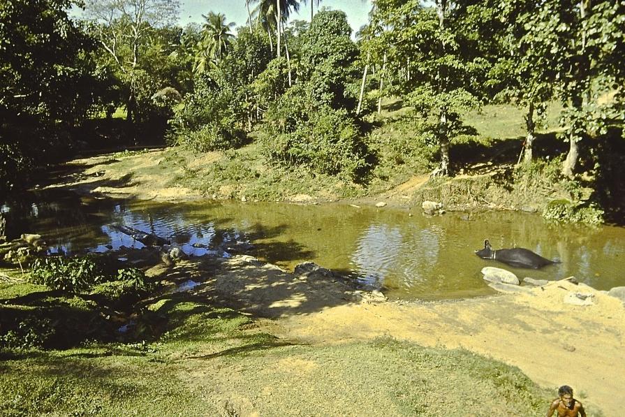 Il libro della giungla. 