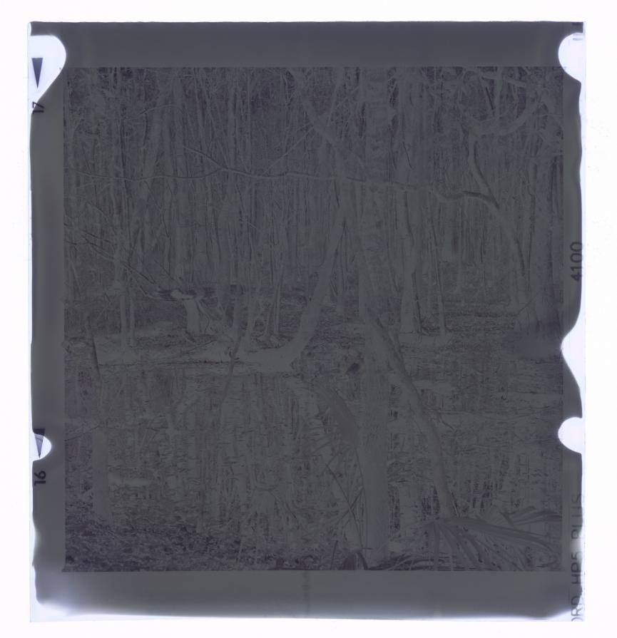 'The Swamp of Savannah '86' 'The Swamp of Savannah '86'