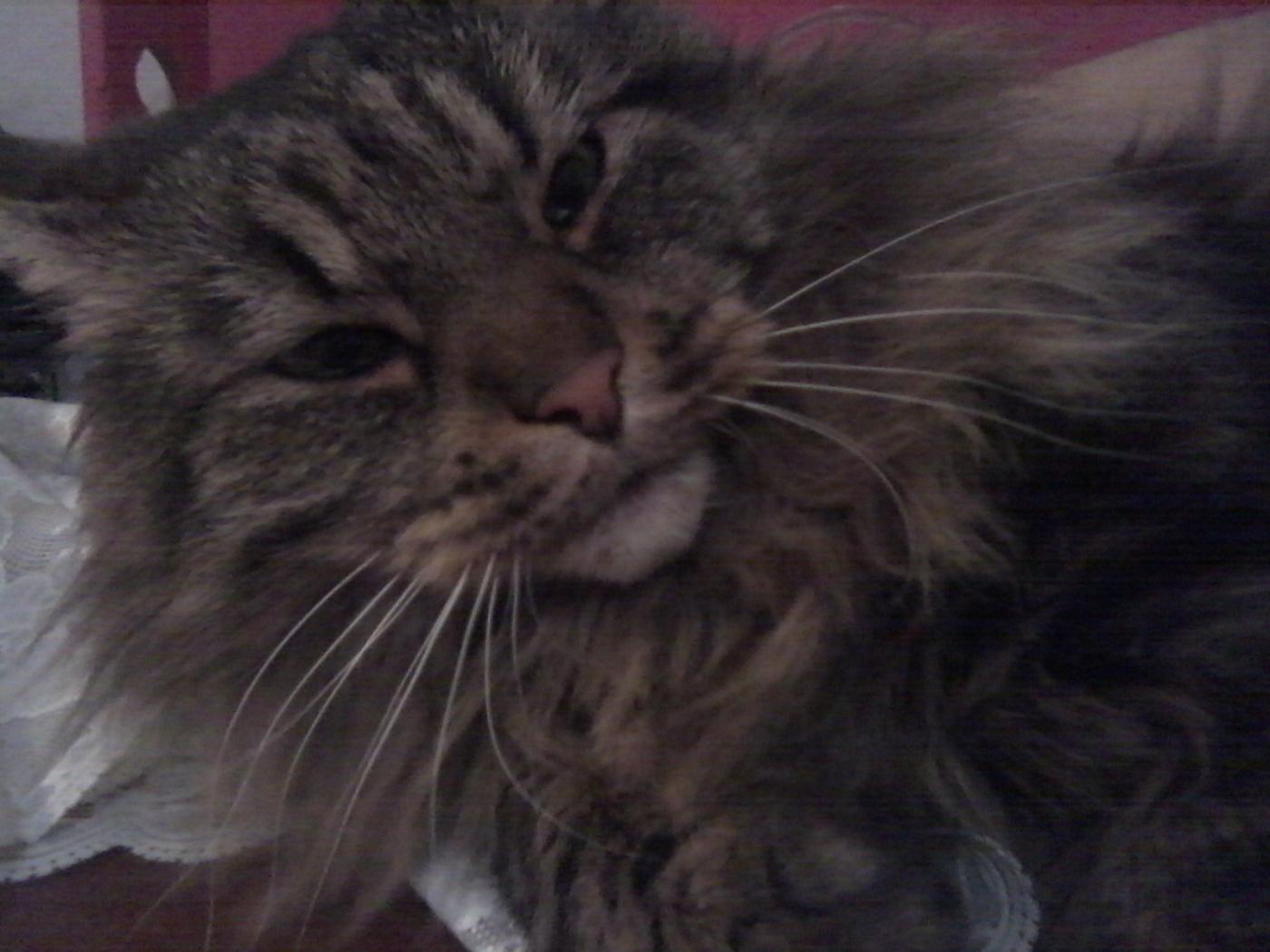 AIUTIAMO I NOSTRI AMICI PELOSI !!!