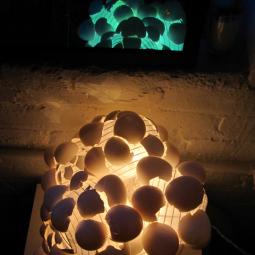 Sophia's Happy Thought