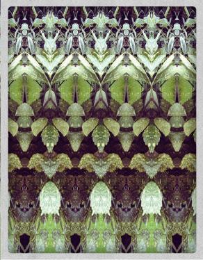 Quello che vedo nel mio giardino