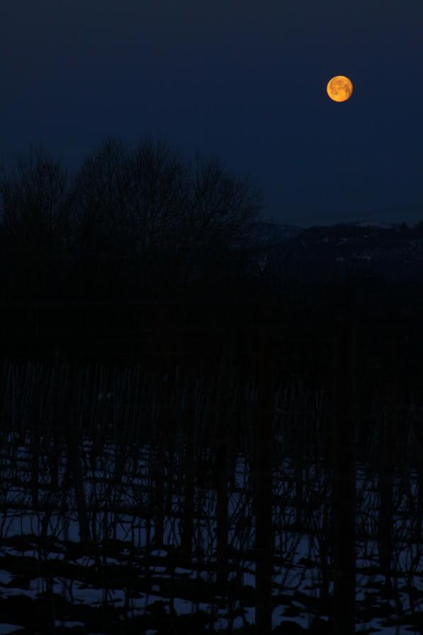 GUARDA LA LUNA! ... e il vigneto tace
