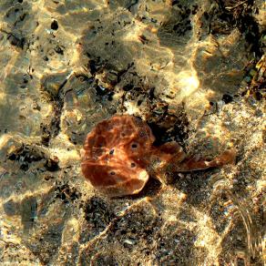 Flatfish  @ Wonderful, Sunny Winter Day