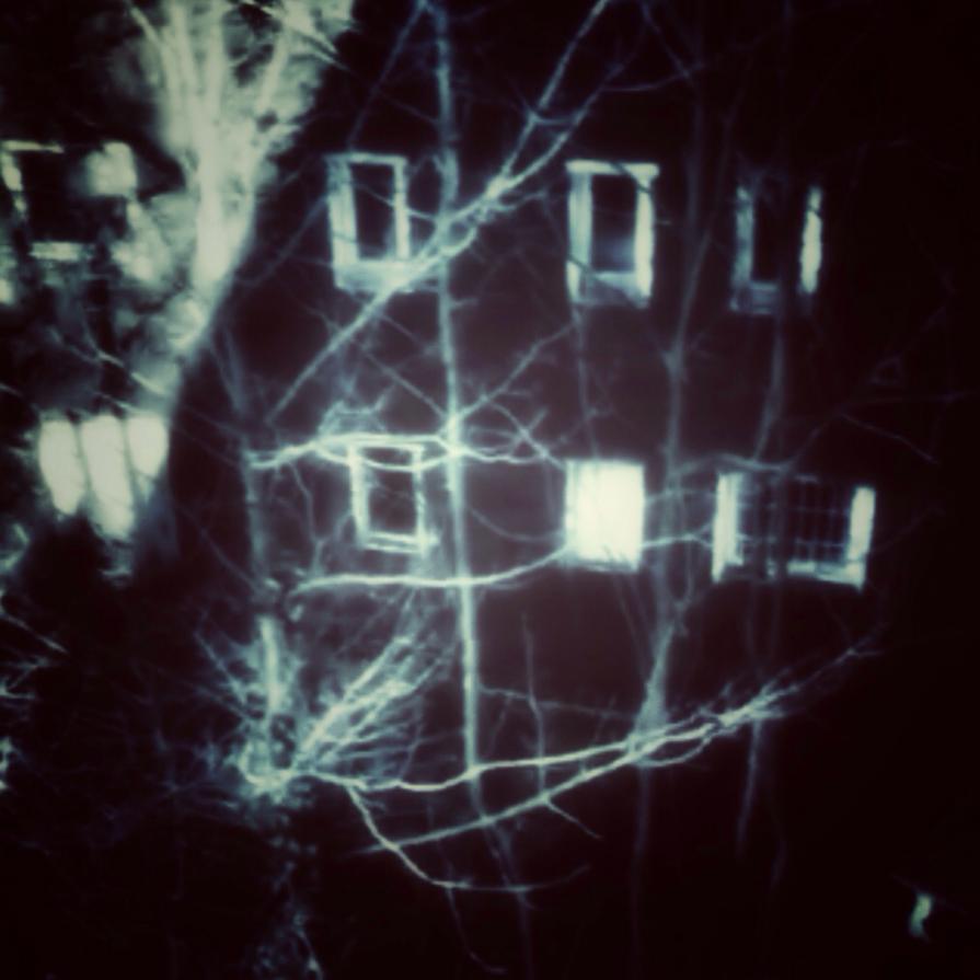 D'inverno sugli alberi (le foglie)