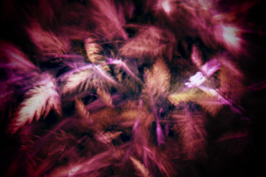 Le foglie a mezzanotte (The leaves at midnight) 