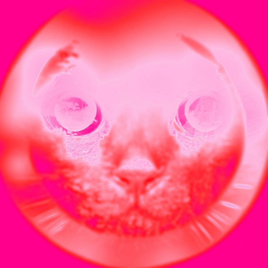 “Prendi un cerchio perfetto, se lo accarezzi avrai un gatto vizioso.” !!!