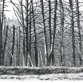 La vigna abbandonata