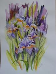 Acquarelli Acquarelli