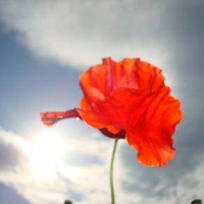 Un'esplosione di rosso#2