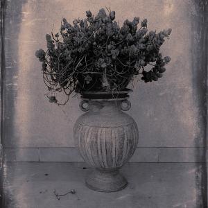 My Zoo - Sedum Dasyphyllum