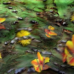 smuove fiori la brezza mattutina.