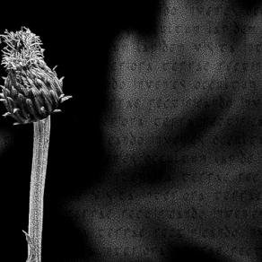 Alchemical flower nr. 1