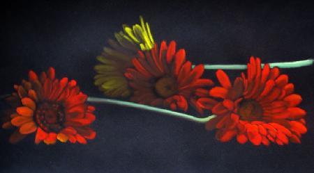 Marina Guarino - Gerbere Marina Guarino - Gerbere