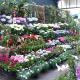 Le marché aux fleurs