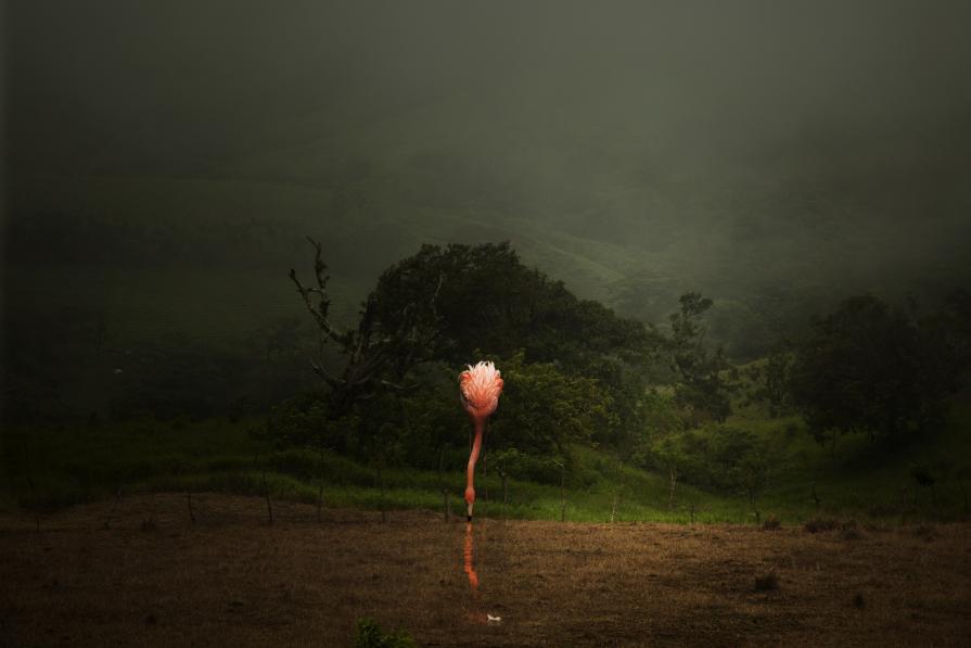 Flamingo Drinking Flamingo Drinking