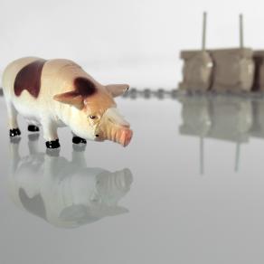 La Primavera di Quirra - Confuso