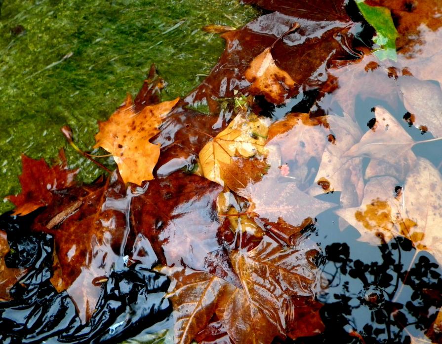 Fall in Water