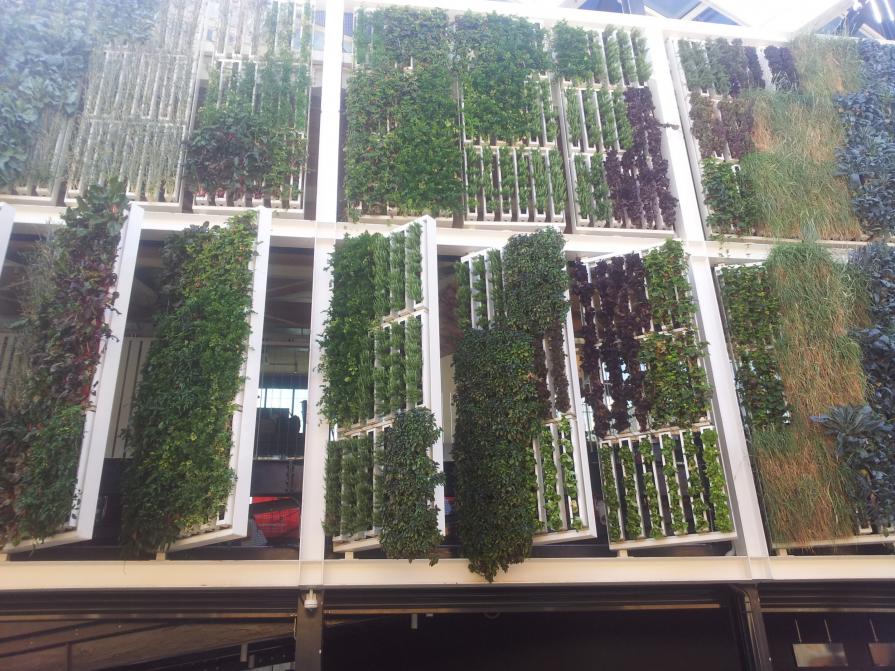 verde ovunque (foto GiuliArt)