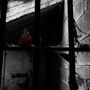 Per te le sbarre non hanno importanza 