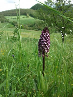BIODIVERSITÀ  A RISCHIO - ORCHIDEA PURPUREA