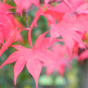 The colour of my dream